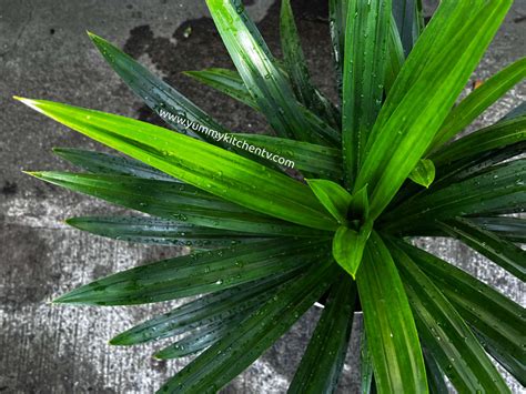 七葉蘭功效和禁忌|香蘭葉（Pandan Leaf ）不但煮糖水好喝又香，而且還能治病！它。